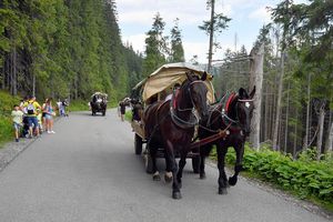Konie nad Morskim Okiem