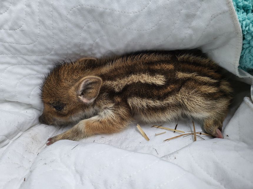 Warchlak