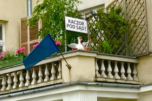 Kaczka z balkonu na Ochocie trafiła na licytację WOŚP.