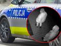 Policja