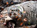 Manul Magellan