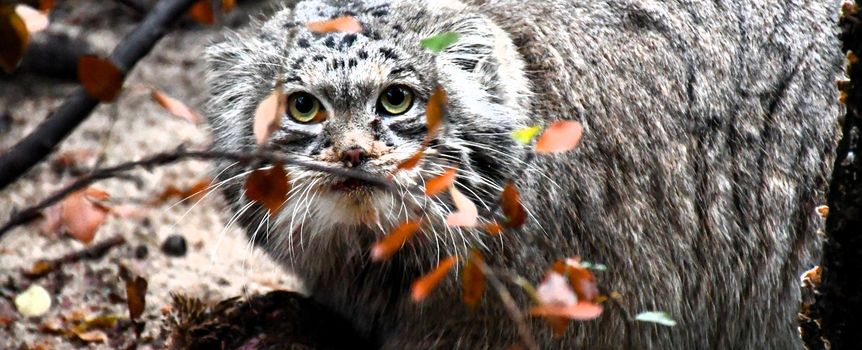 Manul Magellan