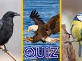 Quiz. Rozpoznasz, co to za ptak?