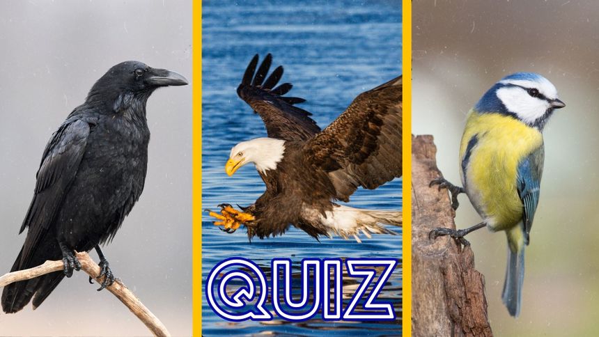 Quiz. Rozpoznasz, co to za ptak?
