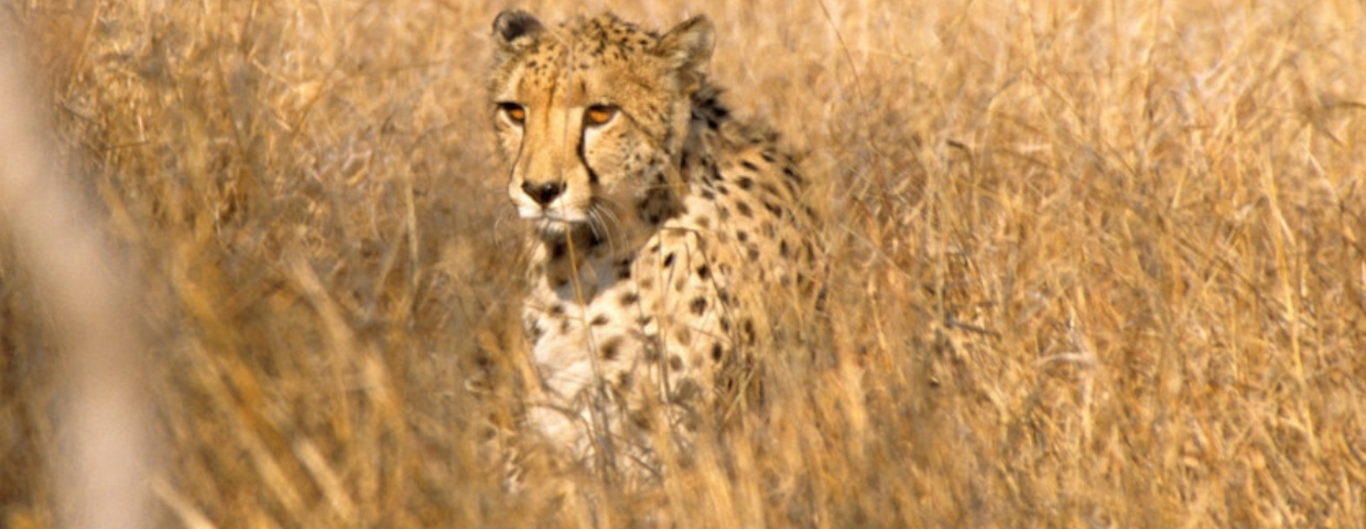 Gepard lub puma na wolności w Polsce