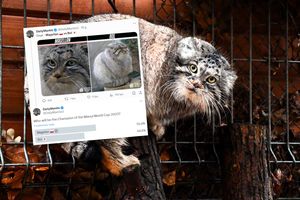 Manul