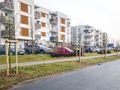 Nowe nasadzenia w Poznaniu