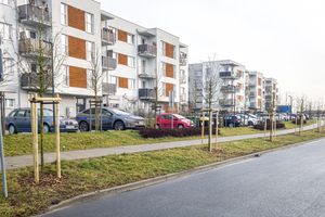 Nowe nasadzenia w Poznaniu
