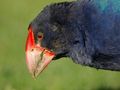 ptak takahe