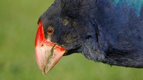 ptak takahe