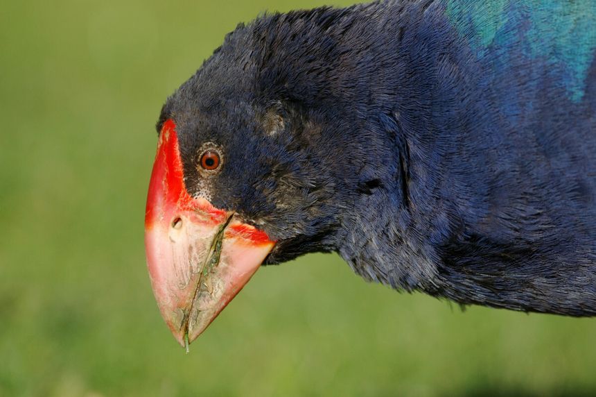 ptak takahe
