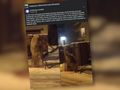 Jeleń nadział się na płot