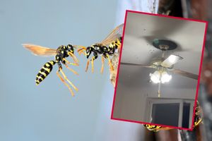 Plaga os w Polsce