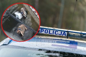Martwe kaczki i gołąb