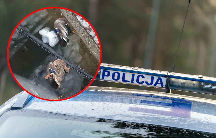 Martwe kaczki i gołąb