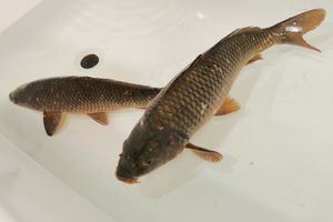 Karp