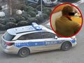 policja