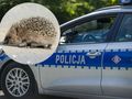 Jeż na tle policyjnego radiowozu