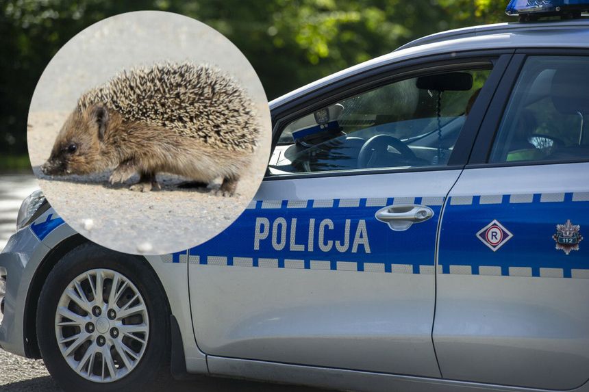 Jeż na tle policyjnego radiowozu