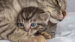 Tęsknota u zwierząt: jak się objawia?