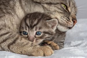 Tęsknota u zwierząt: jak się objawia?