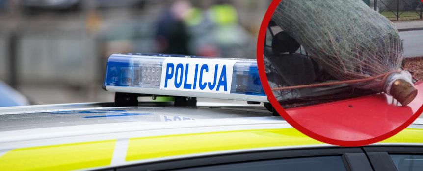 policja