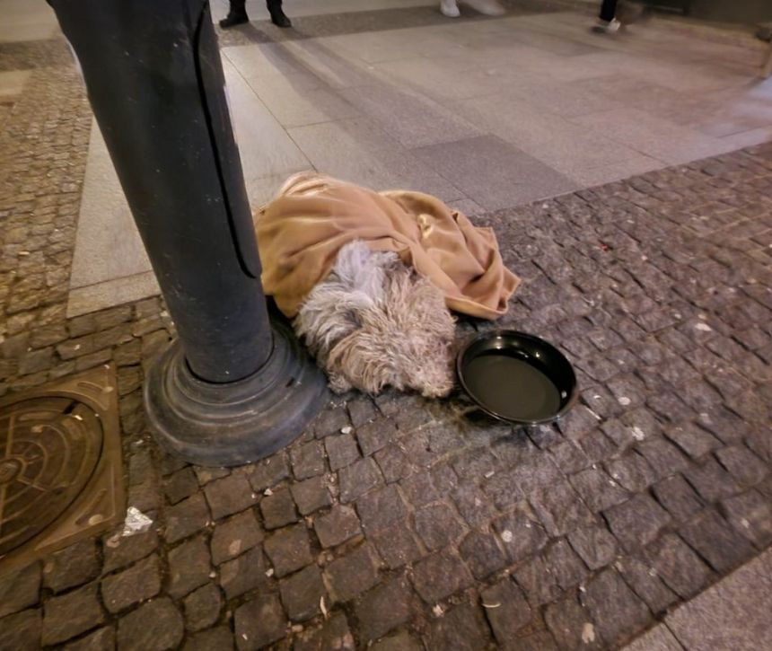 Białystok: wyrzuciła psa z balkonu. Jest akt oskarżenia