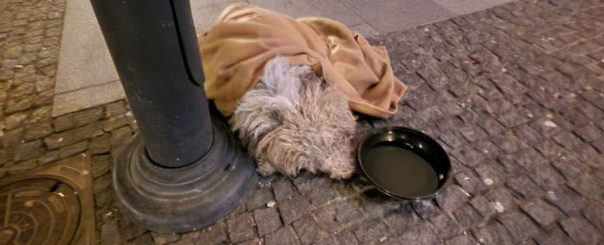 Białystok: wyrzuciła psa z balkonu. Jest akt oskarżenia