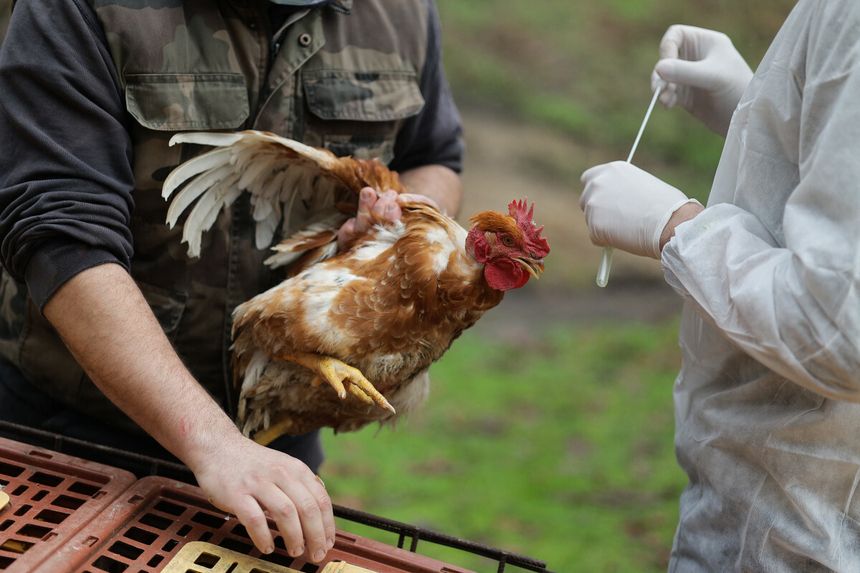 Japonia. Rekordowa epidemia ptasiej grypu