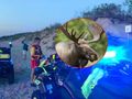 łoś zaatakował na plaży