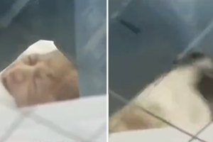 Pielęgniarka rzuciła dzieckiem