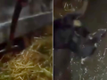Dwoje nastolatków znęcało się nad psem. Wideo trafiło do sieci