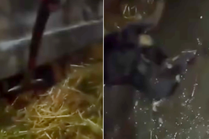 Dwoje nastolatków znęcało się nad psem. Wideo trafiło do sieci