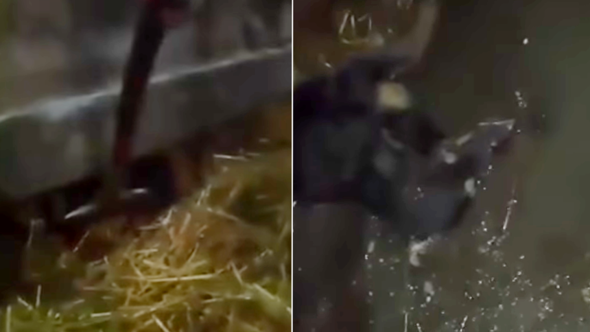 Dwoje nastolatków znęcało się nad psem. Wideo trafiło do sieci
