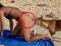 Australia. Pies dingo chciał pogryźć turystkę