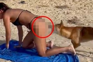 Australia. Pies dingo chciał pogryźć turystkę