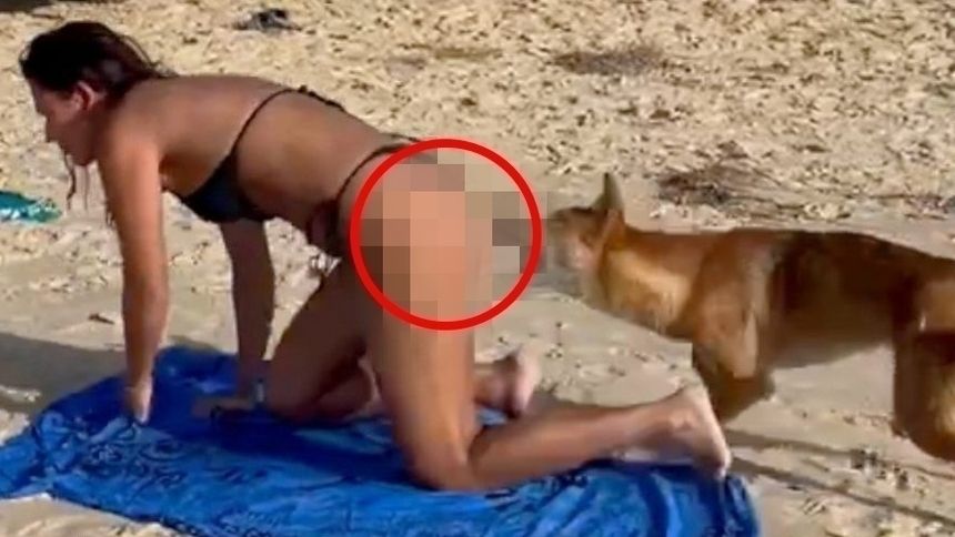 Australia. Pies dingo chciał pogryźć turystkę