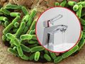 Legionella, są wyniki próbek wody