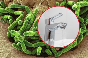 Legionella, są wyniki próbek wody