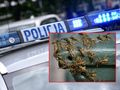 Rój os zaatakował 48-latka