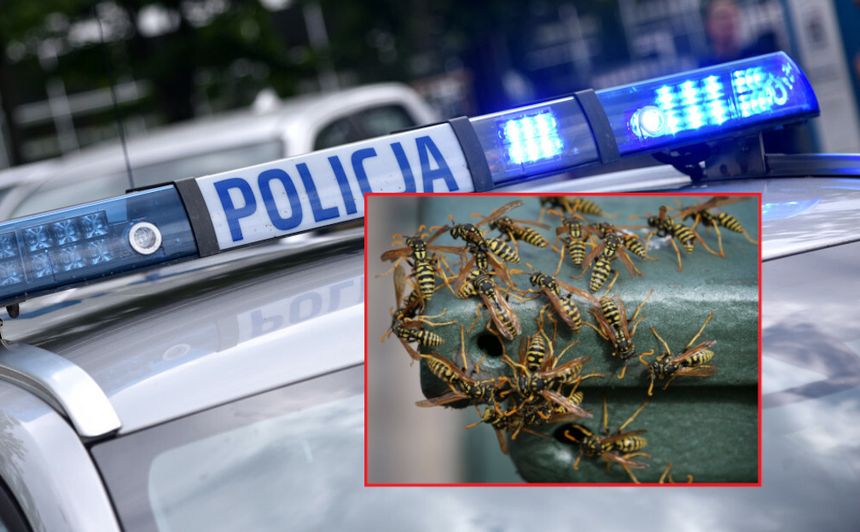Rój os zaatakował 48-latka