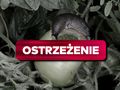 Zdj. ilustracyjne