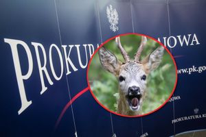 sarna utknęła w prokuraturze