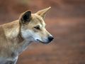 Pies dingo