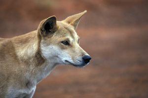 Pies dingo