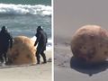Kula na japońskiej plaży