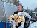 Dwuletnia dziewczynka znaleziona w namiocie w Gdańsku