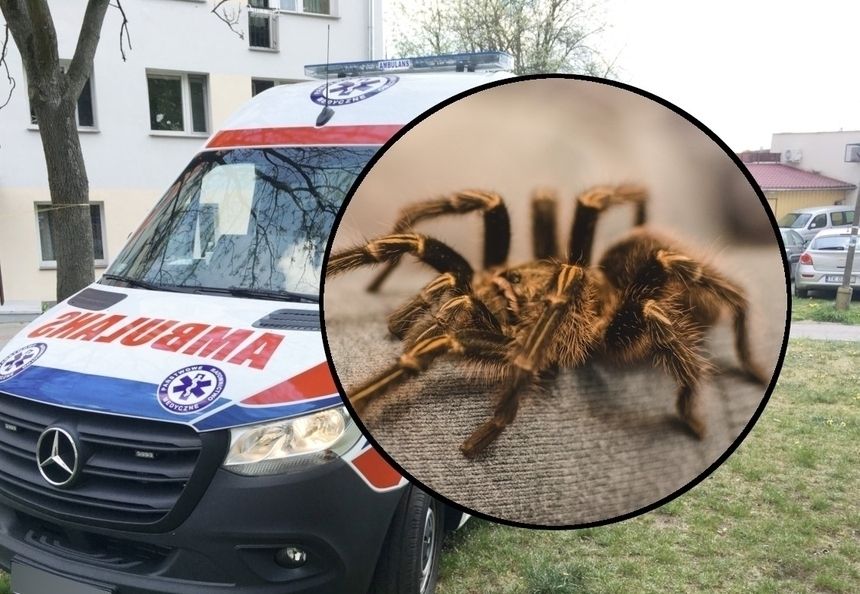 pająki w mieszkaniu