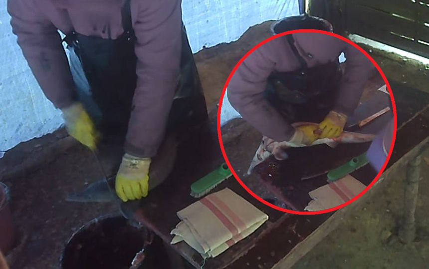 Zabijał karpie bez ogłuszania