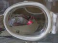 inkubator